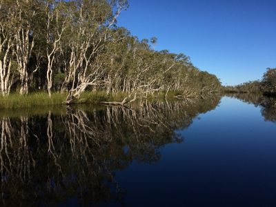 noosa everglades 001