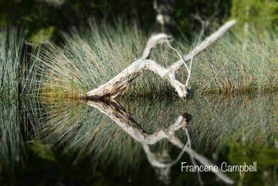noosa everglades 006