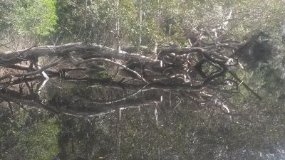 noosa everglades 012